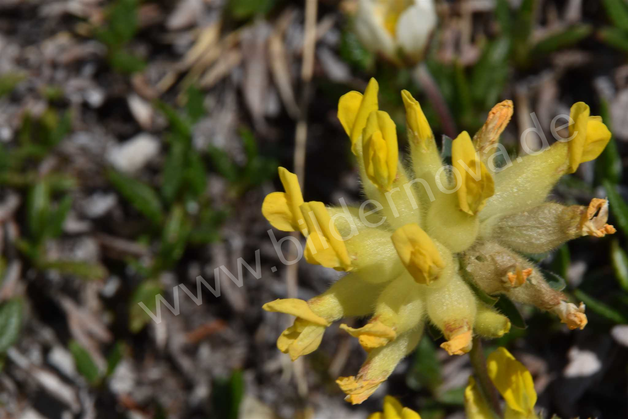 Wundklee - anthyllis_vulneraria (ID: 000007)